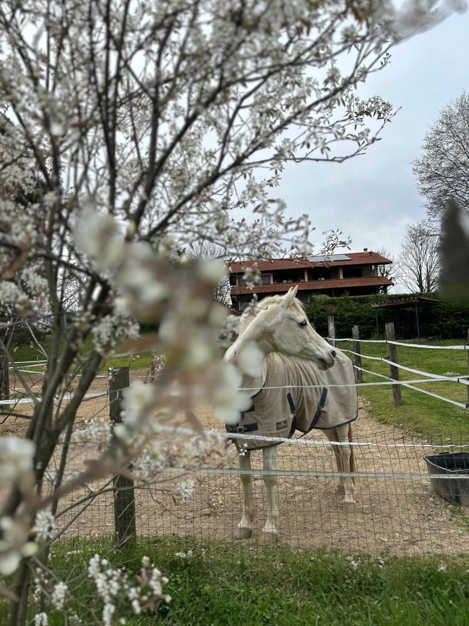 Appartamentino in AZ.AGRICOLA - MALPENSA- LAGO MAGGIORE- Varallo Pombia Esterno foto